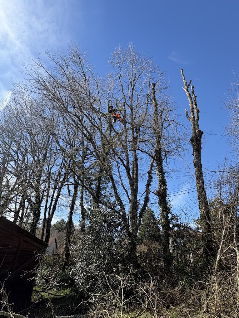 élagage d'arbres Saint-Cyr Haute-Vienne : taille en hauteur sur cordes