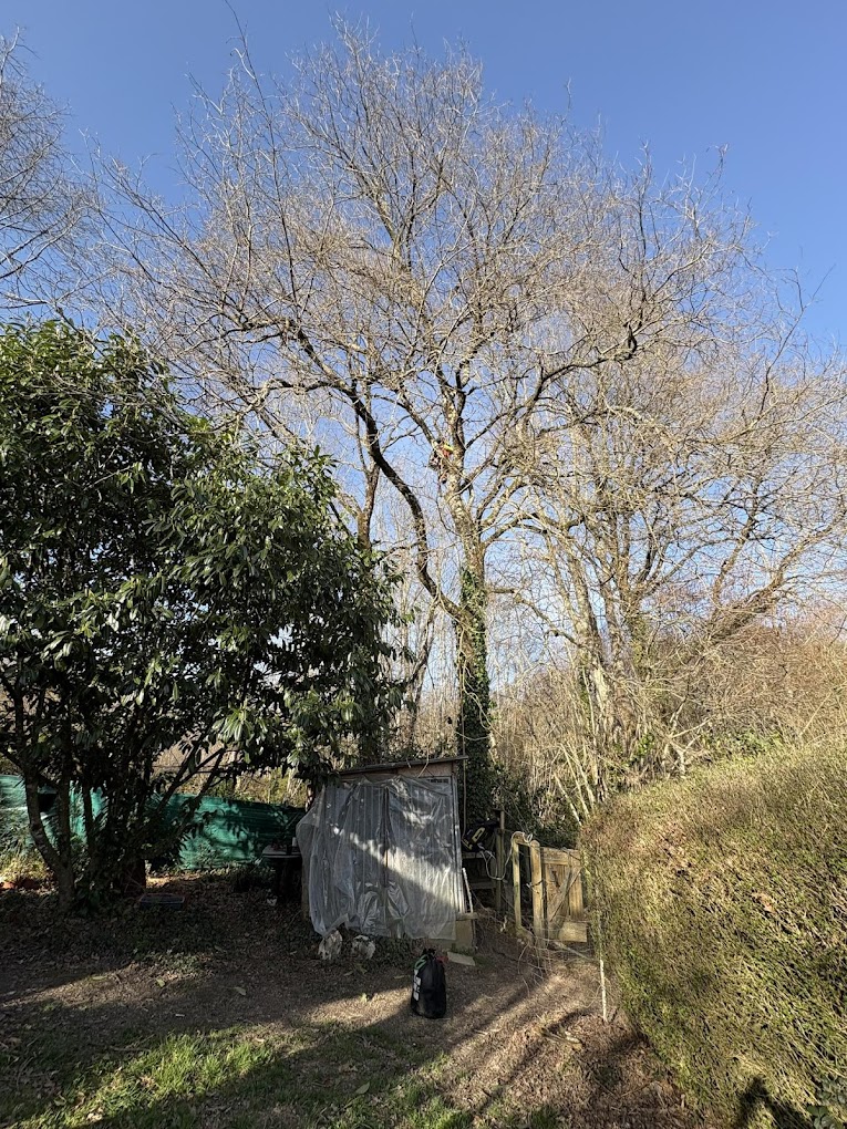 élagage d'arbre de jardin Saint-Cyr Haute-Vienne