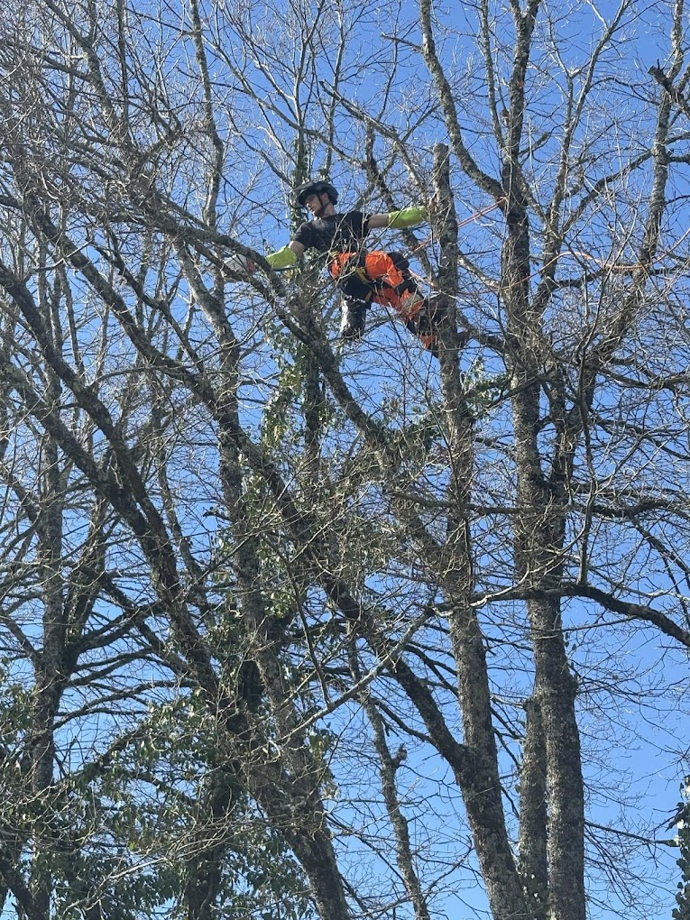 élagueur-grimpeur en action Saint-Cyr Haute-Vienne