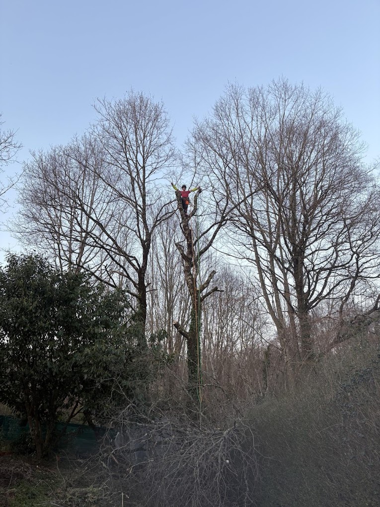 démontage d'arbre dangereux Saint-Cyr Haute-Vienne