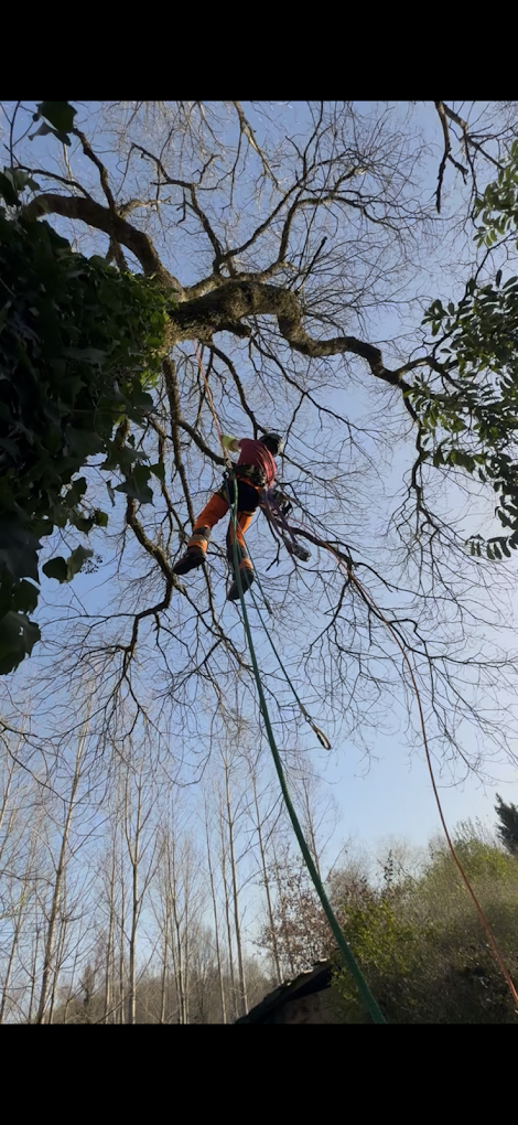 élagage en canopée Saint-Cyr Haute-Vienne